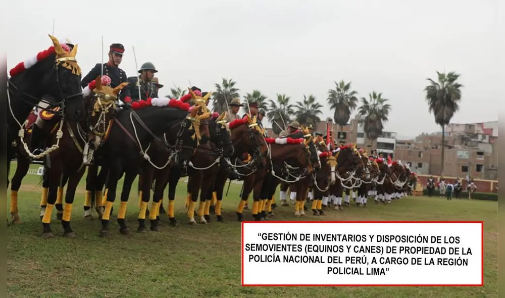 Contraloría advierte desaparición de caballos y exige que responsables de la entidad tomen acciones contra los involucrados. Foto: difusión