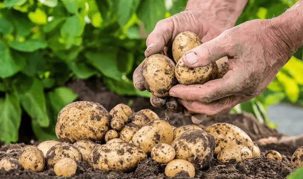 Cada 30 de Mayo, este país celebra el Día de la Papa, el tercer cultivo alimenticio más importante a nivel mundial. Foto: Ilga Importadora. Cada 30 de Mayo, este país celebra el Día de la Papa, el tercer cultivo alimenticio más importante a nivel mundial. Foto: Ilga Importadora.