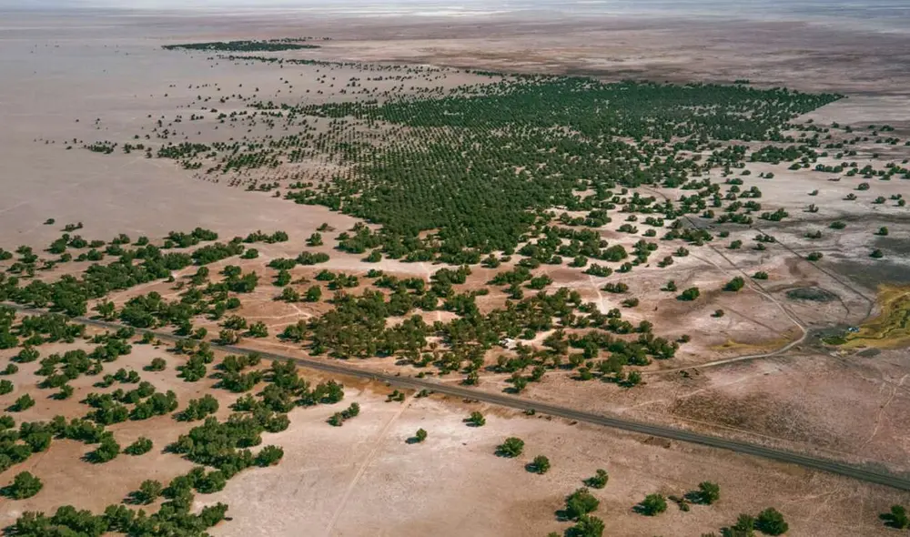 El avance de la Gran Muralla Verde está en el desierto de Taklimakan. (Imagen referencial). Foto: Ckuri
