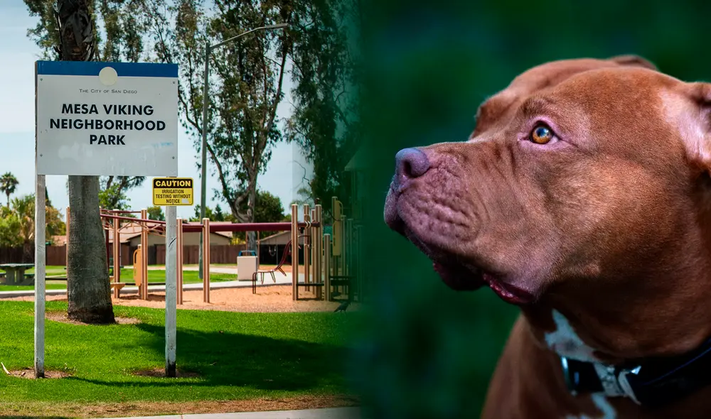 Un hombre murió en San Diego tras ser atacado por sus tres perros pitbull. Foto: Composición LR