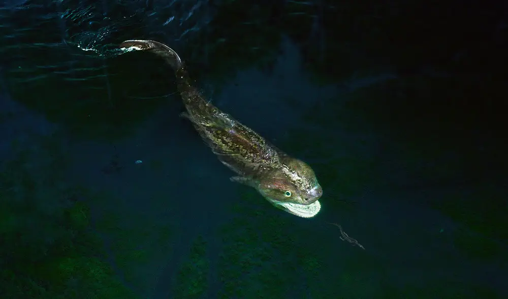 Este depredador destacó por su cráneo gigante y colmillos entrelazados, lo que le permitía succionar y atrapar a sus presas. Foto: Orribec