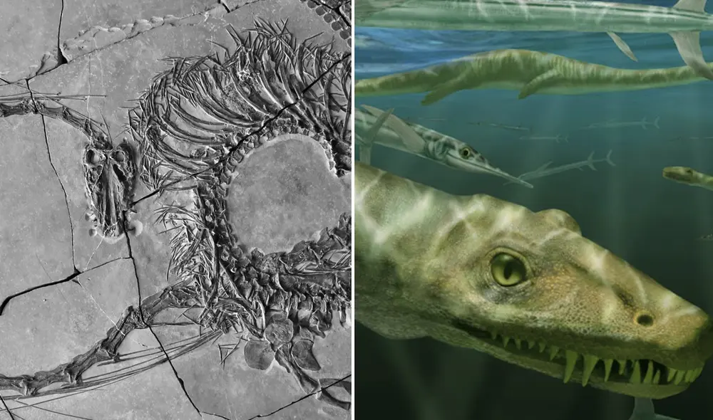 Esta especie, con aletas en sus extremidades y una dieta basada en peces, estaba perfectamente adecuada a la vida marina. Foto: N+. Esta especie, con aletas en sus extremidades y una dieta basada en peces, estaba perfectamente adecuada a la vida marina. Foto: N+.