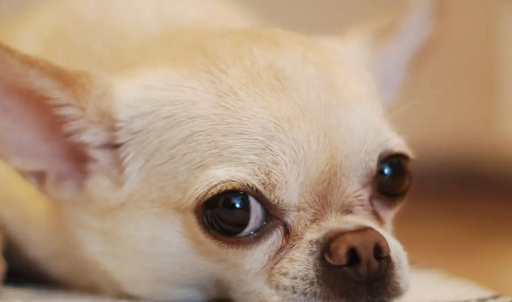 Los perros han desarrollado diversas formas de comunicación con los humanos. Foto: pxhere Los perros han desarrollado diversas formas de comunicación con los humanos. Foto: pxhere