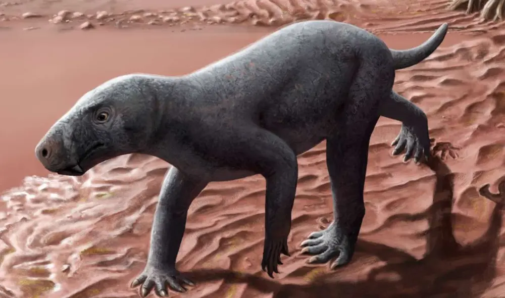 Los fósiles son de un gorgonopsiano. Foto: Henry Sutherland Sharpe