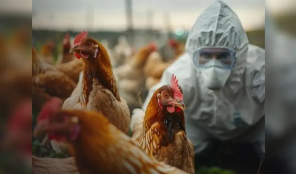 La gripe aviar ha generado incertidumbre en diversos estados de USA. Foto: Composición LR/Prensa Latina