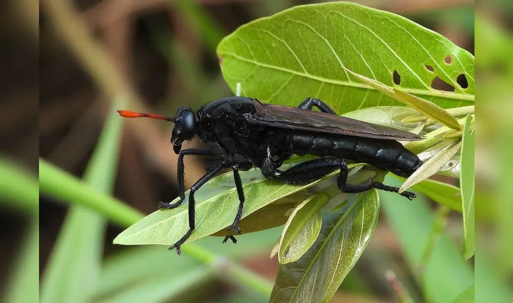 Esta especie de mosca nativa de América del Sur pertenece a la familia Mydidae. Foto: iNaturalist Ecuador. Esta especie de mosca nativa de América del Sur pertenece a la familia Mydidae. Foto: iNaturalist Ecuador.
