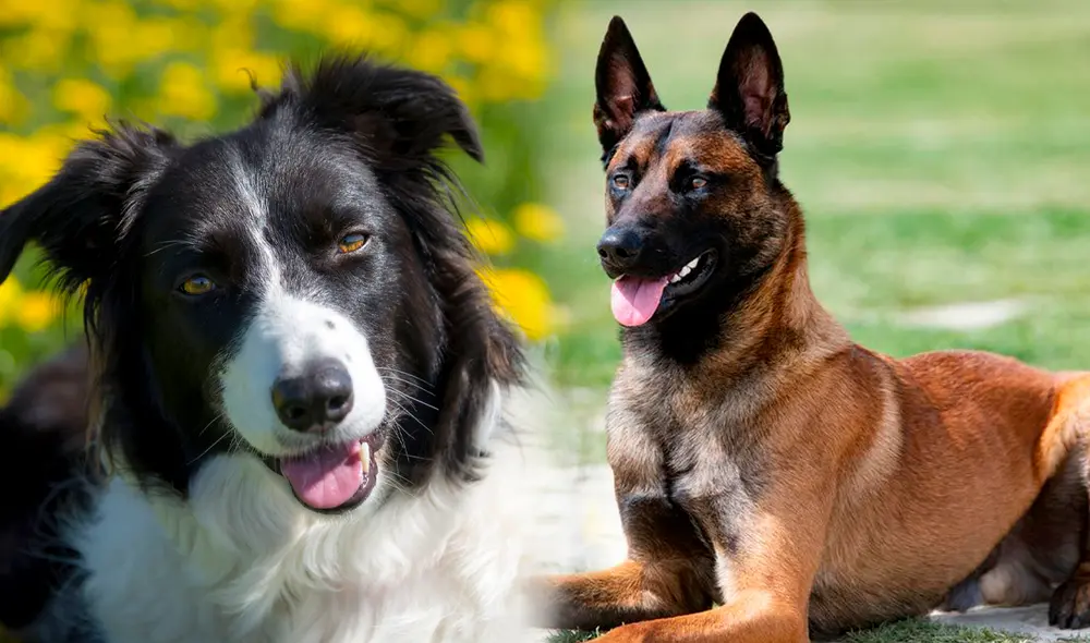 El pastor belga malinois es una de las razas de perro más protectoras del mundo. Foto: Composición LR.