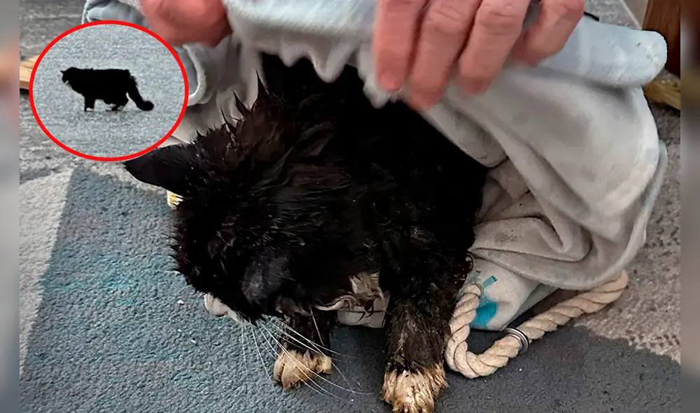 Rescatan con valentía a gato ciego de 20 años atrapado en trozo de hielo en Massachusetts. Foto: composición LR