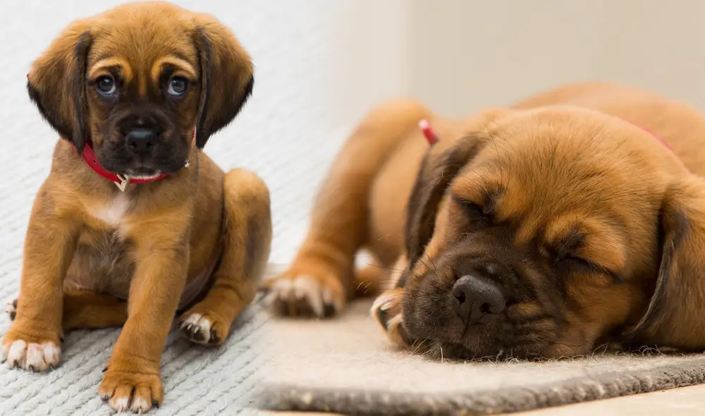 El perro, el fiel compañero de los seres humanos, es el animal más conocido. Foto: Composición LR/Difusión