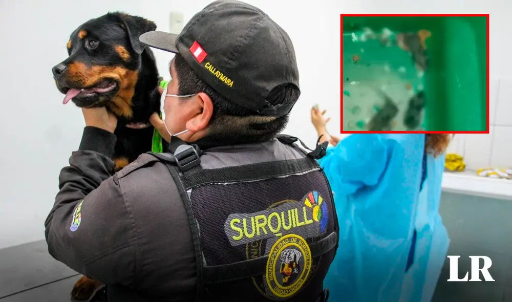 Serenos de Surquillo aún no han sido capacitados como guías de los canes de la brigada. Foto: composición Ariana Espinoza LR/captura ATV