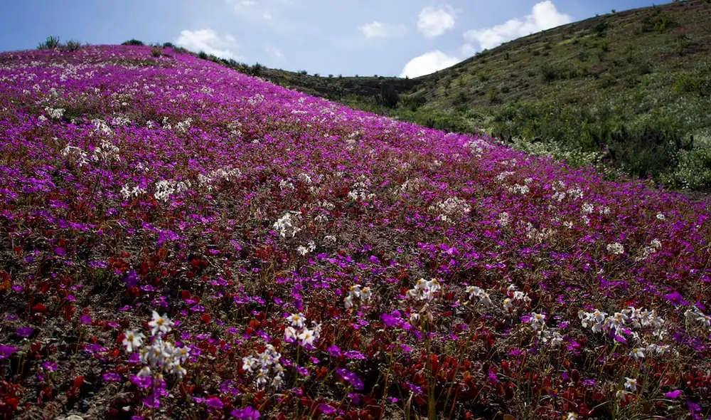 Ante el fenómeno natural, el Gobierno de este país anunció que protegerá la zona con la creación de un nuevo parque nacional. Foto: EL PAÍS. Ante el fenómeno natural, el Gobierno de este país anunció que protegerá la zona con la creación de un nuevo parque nacional. Foto: EL PAÍS.