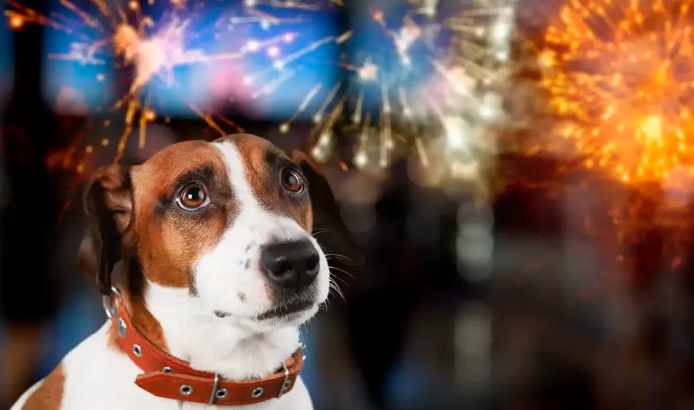 Uno de los signos que indica que tu mascota está sufriendo de ansiedad producto de la pirotecnia es sufrir vómitos. Foto: difusión