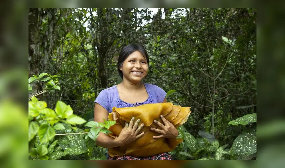 Caxacori Studio produce biocuero a partir del latex que comunidades awajún de Amazonas extraen del árbol de la shiringa o caucho.  Foto: Caxacori Studio