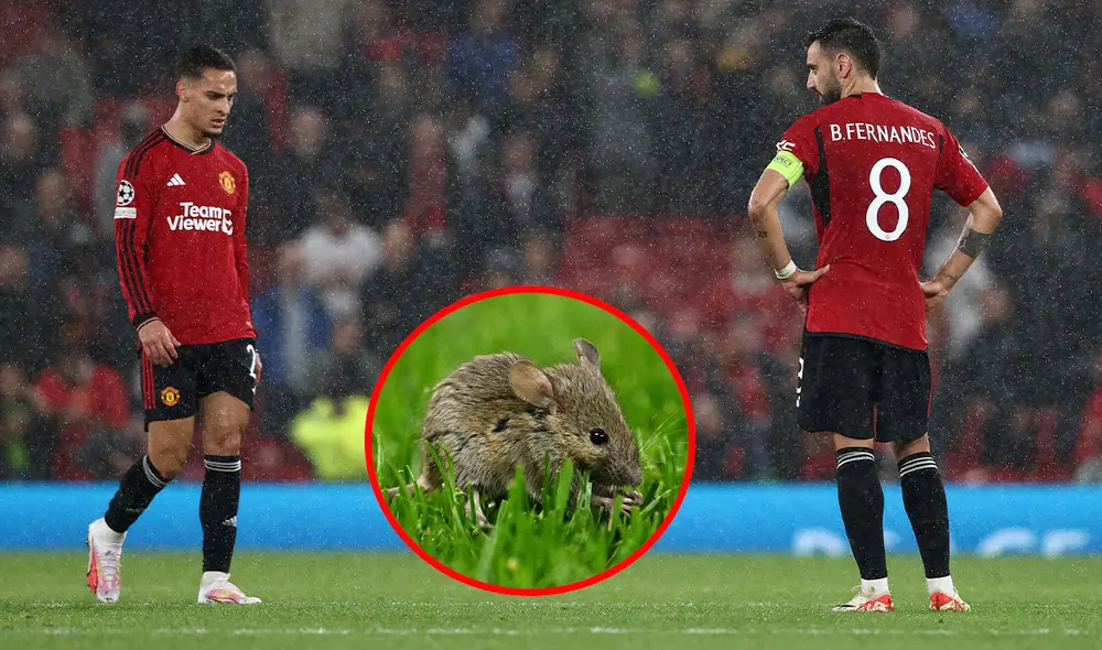 El Old Trafford de Manchester United sufre de una infestación de ratas que invaden el campo de juego. Foto: composición LR/AFP El Old Trafford de Manchester United sufre de una infestación de ratas que invaden el campo de juego. Foto: composición LR/AFP
