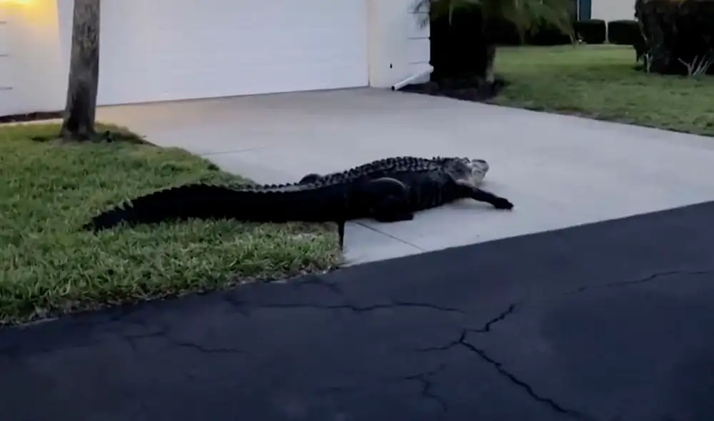 Las autoridades aconsejan evitar el contacto y no alimentar a estos animales para prevenir incidentes. Foto: CNN Las autoridades aconsejan evitar el contacto y no alimentar a estos animales para prevenir incidentes. Foto: CNN