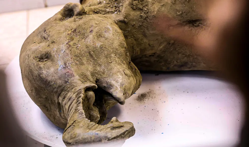 Este hallazgo científico fue revelado en la Universidad Federal del Noroeste de Yakutsk. Foto: AFP. Este hallazgo científico fue revelado en la Universidad Federal del Noroeste de Yakutsk. Foto: AFP.