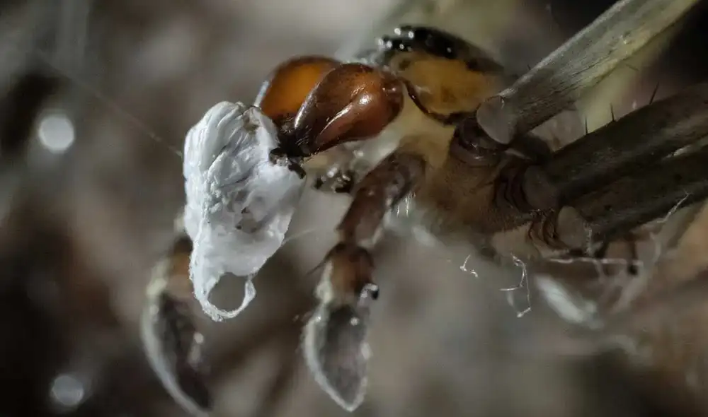 La calidad del regalo que entrega la especie influye en el tiempo de copulación. Foto: Diego Battiste La calidad del regalo que entrega la especie influye en el tiempo de copulación. Foto: Diego Battiste