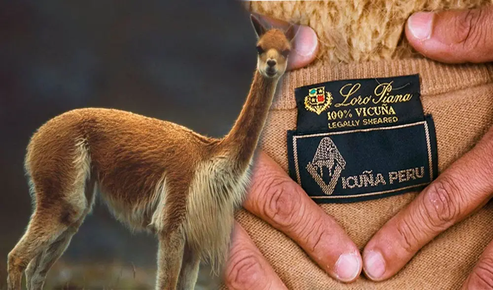 Reconocida marca de ropa trabaja con producto originalmente de vicuña peruana. Foto: Composición LR/Andina. Reconocida marca de ropa trabaja con producto originalmente de vicuña peruana. Foto: Composición LR/Andina.