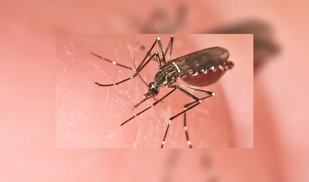 Diresa insta a los padres a vacunar a sus hijos ante la creciente desinformación sobre la vacuna del dengue. Foto: Andina.