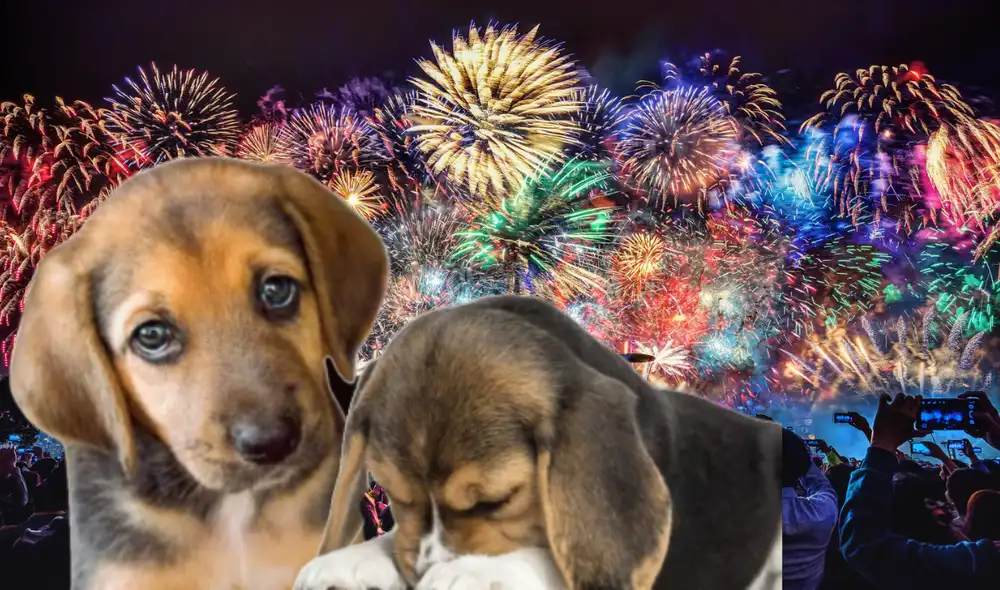 El ruido ensordecedor de los fuegos artificiales provoca ansiedad y miedo en las mascotas, ya que su oído es mucho más sensible que el humano. Foto: composición LR/El Imparcial