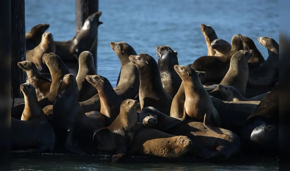 Los lobos marinos son animales muy tranquilos. Foto: CDN