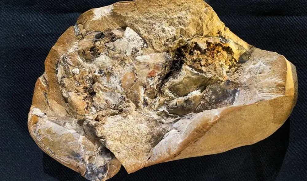 Un equipo de investigadores australianos ha realizado este hallazgo impresionante. Foto: Daily Motion Un equipo de investigadores australianos ha realizado este hallazgo impresionante. Foto: Daily Motion