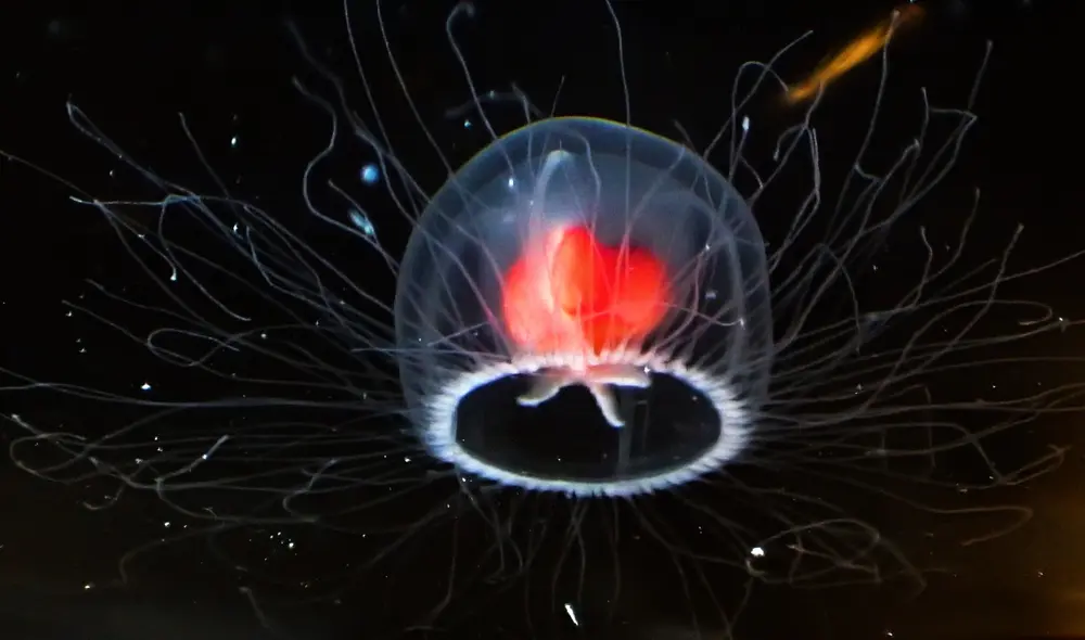 La medusa inmortal tiene la asombrosa capacidad de rejuvenecer y regresar a su etapa juvenil cuando envejece o sufre daños, un proceso único en el reino animal. Foto: Tony Wills/Wikimedia Commons/CC BY SA 4.0)