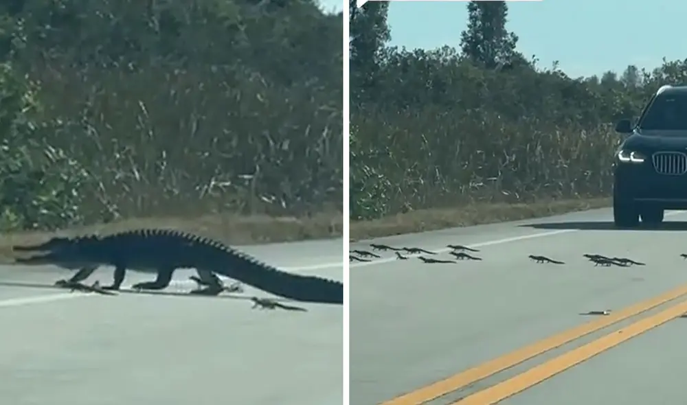 Clip acumula 30 millones de vistas en redes. Foto: composición LR/TikTok