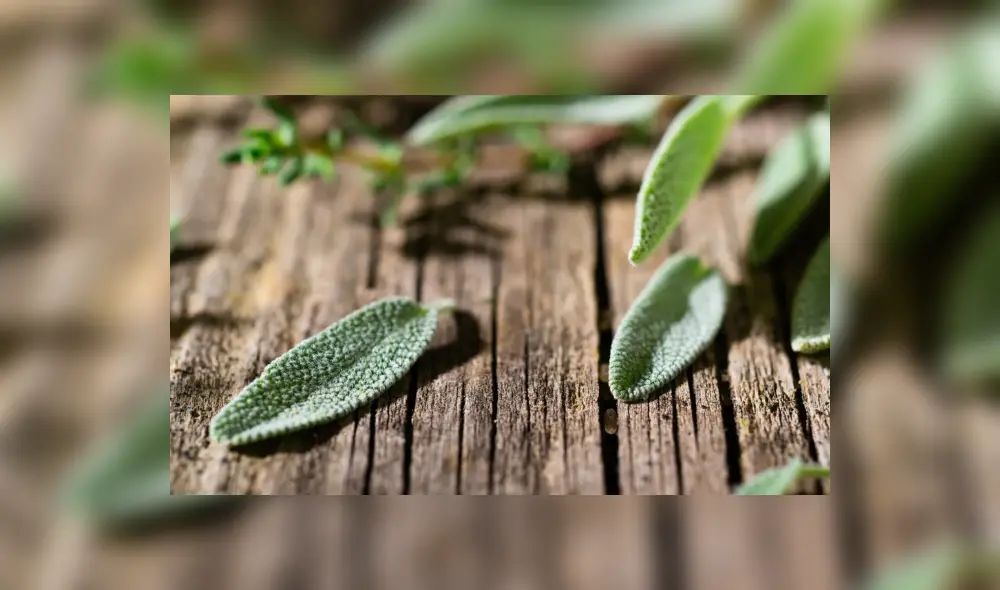 Una de las infusiones más destacadas por sus beneficios es la salvia. Foto: Difusión.