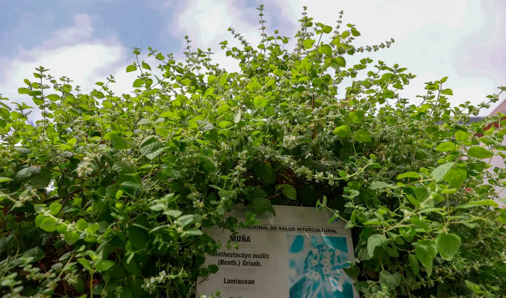Una forma de preparar la muña es hirviendo de seis a ocho ramitas en un litro de agua. Foto: difusión Una forma de preparar la muña es hirviendo de seis a ocho ramitas en un litro de agua. Foto: difusión