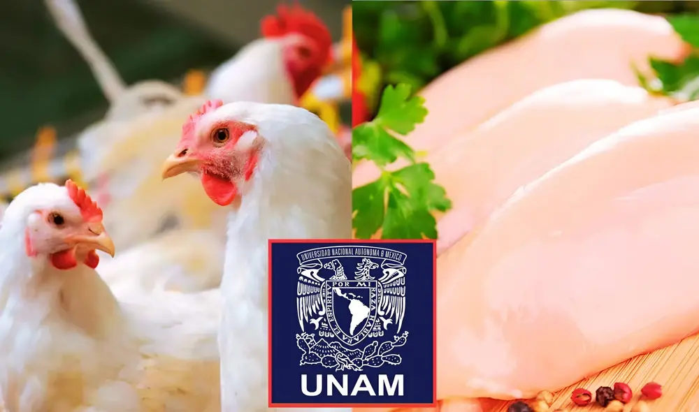 Pollo no tendría. Foto: Composición LR / Actualidad Avipecuaria / UNAM