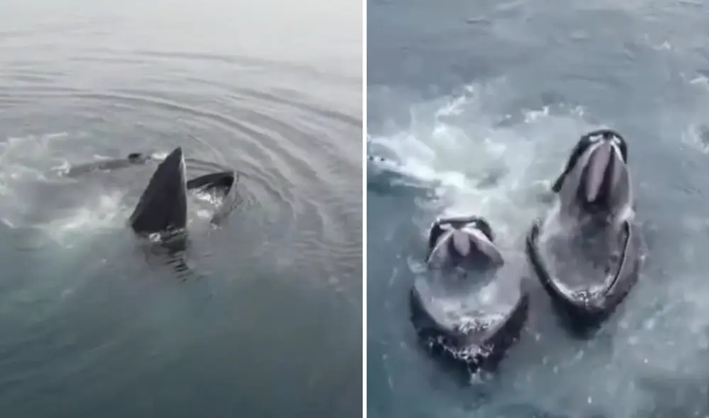 Entre el 2 y 3 de enero, los habitantes de Tacna reportaron la presencia de ballenas jorobadas en sus aguas costeras. Foto: Composición LR