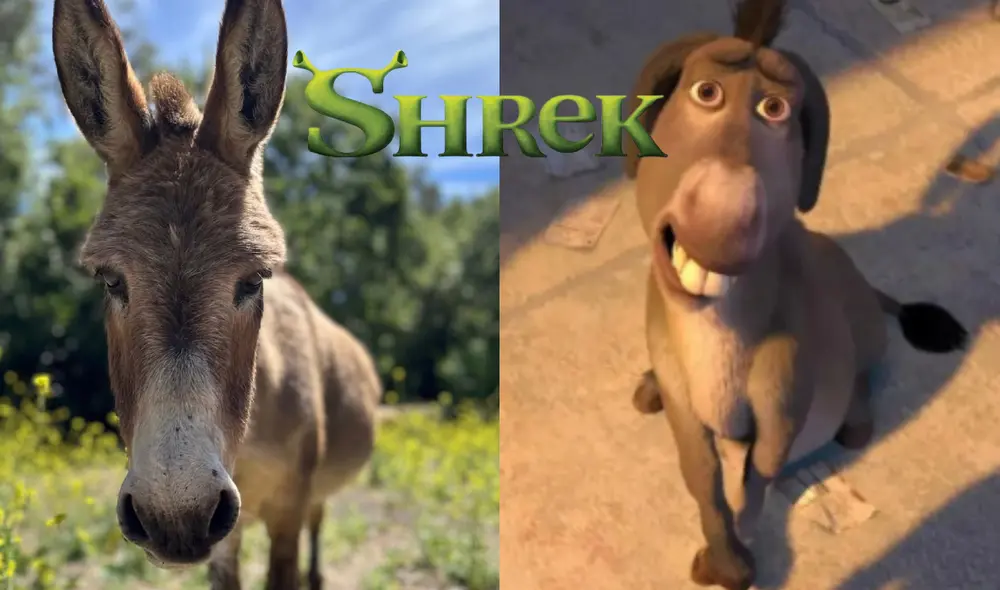 Perry padecía de una enfermedad degenerativa. Foto: composición LR/Instagram/@bpdonkeys