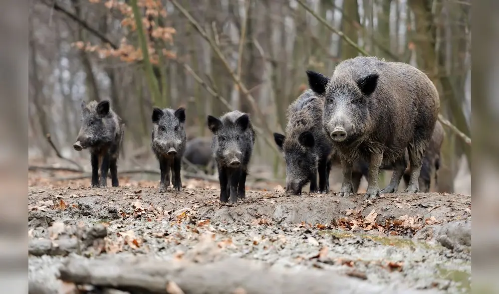 Cerdos salvajes invaden Texas y preocupan a los residentes | Foto: CNN