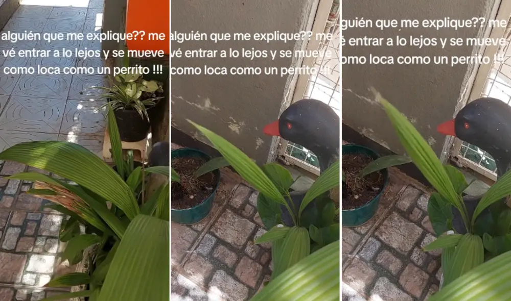 Las plantas emplean un lenguaje basado en señales químicas y cambios físicos para comunicarse. Foto: composición LR/captura/TikTok/Cuadros stella