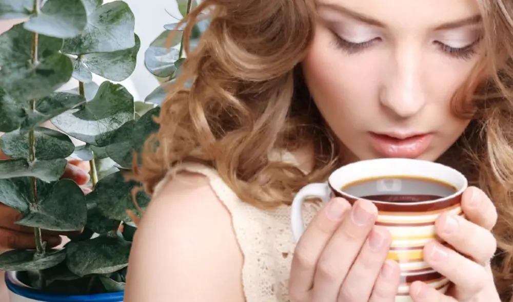 La poderosa hierba que te ayudará a disminuir el dolor. Foto: Composición LR/Difusión