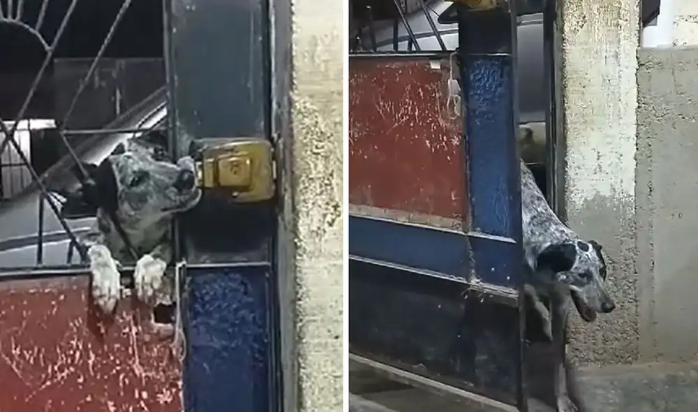 "Lo único que les falta es hablar", reaccionaron usuarios. Foto: composición LR/ TikTok