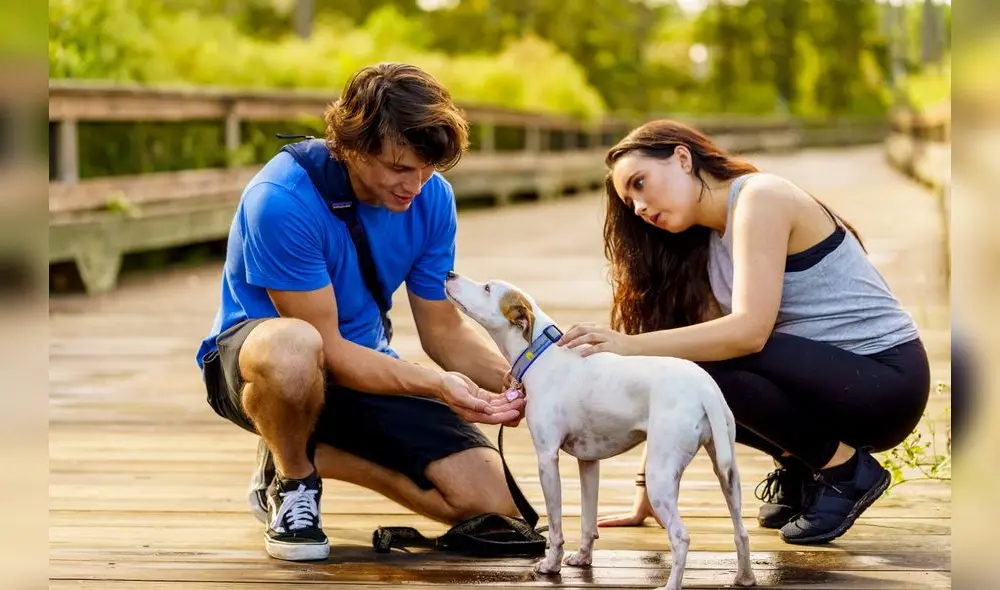 Se recomienda no dejar a las mascotas en vehículos, limitar su ejercicio y proporcionar siempre agua fresca. Fuente: Difusión. Se recomienda no dejar a las mascotas en vehículos, limitar su ejercicio y proporcionar siempre agua fresca. Fuente: Difusión.