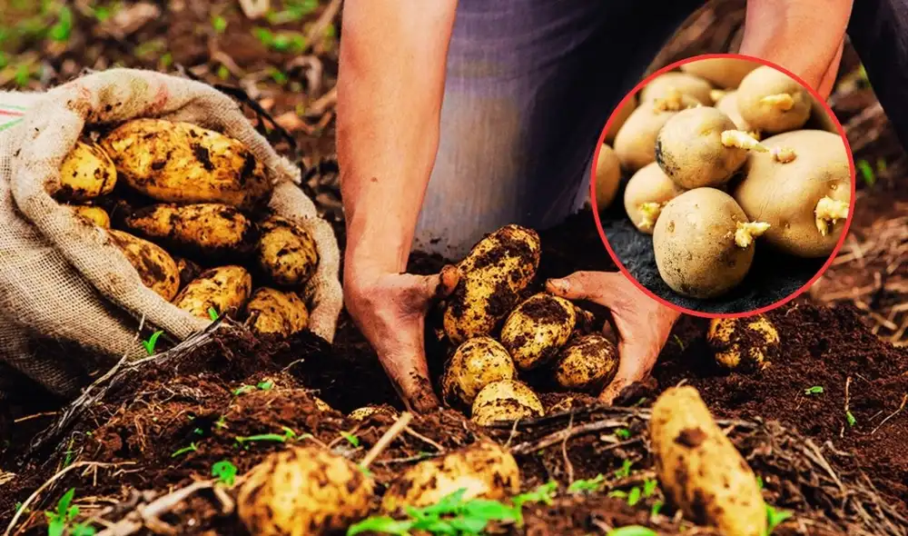 Estos pasos dependerán mucho del tipo de papa. Foto: Composición LR / Google Estos pasos dependerán mucho del tipo de papa. Foto: Composición LR / Google