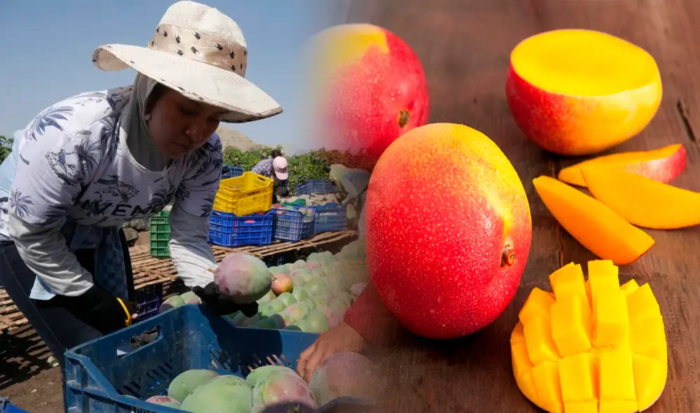 Mango peruano es muy dulce y se cosechan en época de verano. Foto: Composición LR/Andina.