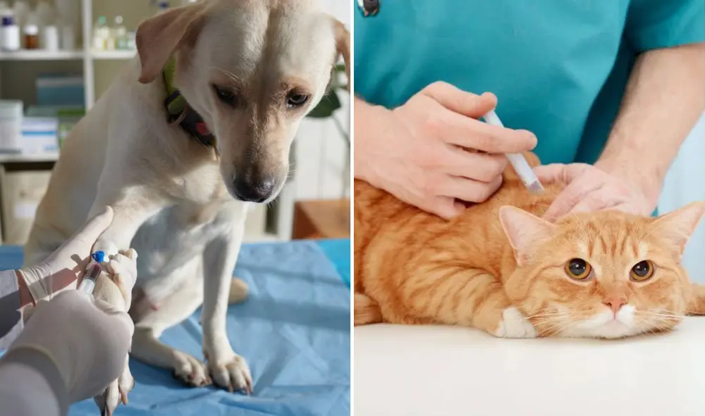 La obesidad y la genética son factores clave en el desarrollo de la diabetes en mascotas. Foto: composición LR