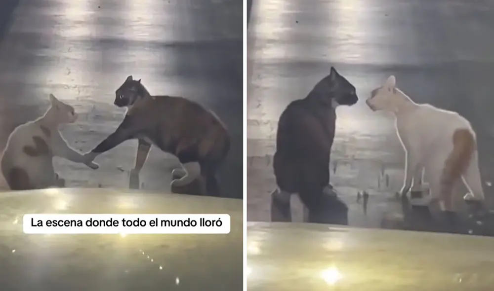 “La gata: acabo de casarme”, reaccionaron usuarios. Foto: composición LR/ TikTok