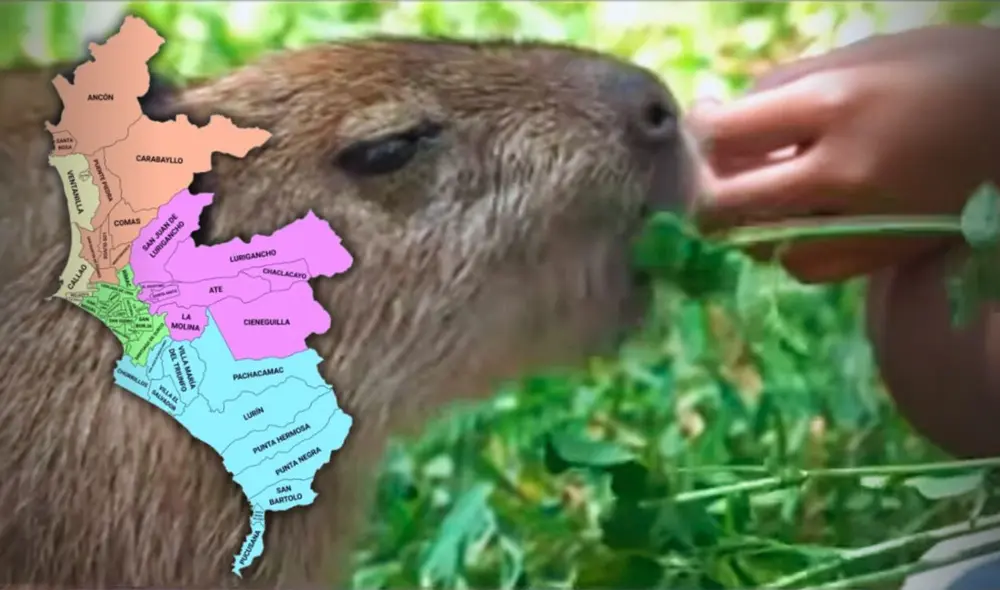 ¿Dónde puedo interactuar con capibaras en Lima?: conoce dos lugares donde alimentar y observar al roedor más viral. Foto: composición LR/CapturaExitosa/iStock ¿Dónde puedo interactuar con capibaras en Lima?: conoce dos lugares donde alimentar y observar al roedor más viral. Foto: composición LR/CapturaExitosa/iStock