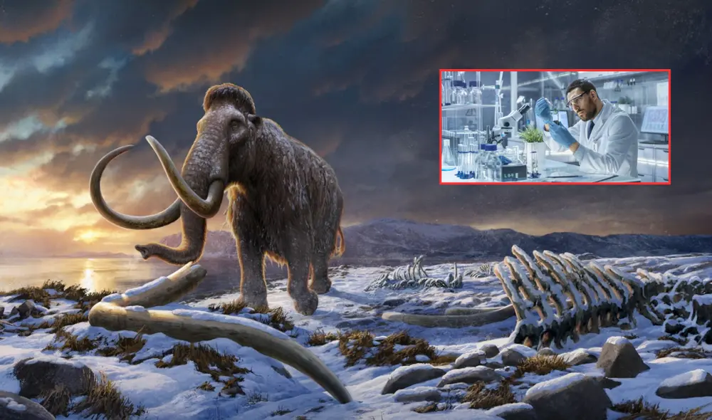 Una empresa especializada en biotecnología se ha puesto como objetivo revivir a lo extintos mamuts. Foto: composición LR/National Geographic/Procomer