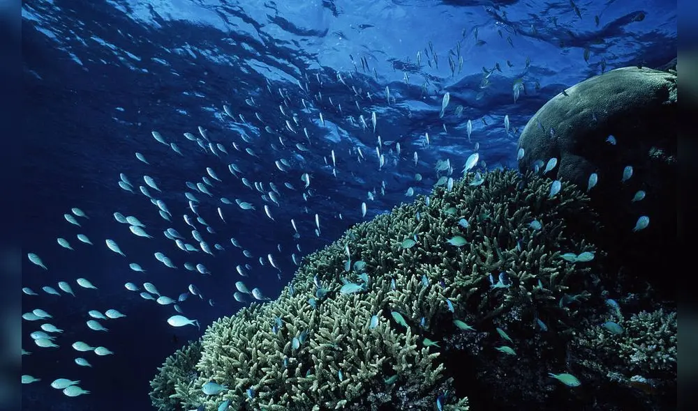 Descubrimiento de una misteriosa formación submarina despierta la curiosidad de científicos y exploradores. Foto: WWF Perú Descubrimiento de una misteriosa formación submarina despierta la curiosidad de científicos y exploradores. Foto: WWF Perú