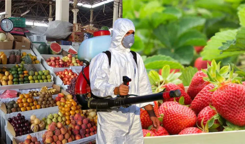 Los altos niveles de pesticidas en fresas de Lima, como el clorfenapir y el fipronil, superan los límites permitidos y ponen en riesgo la salud pública. Foto: composición LR