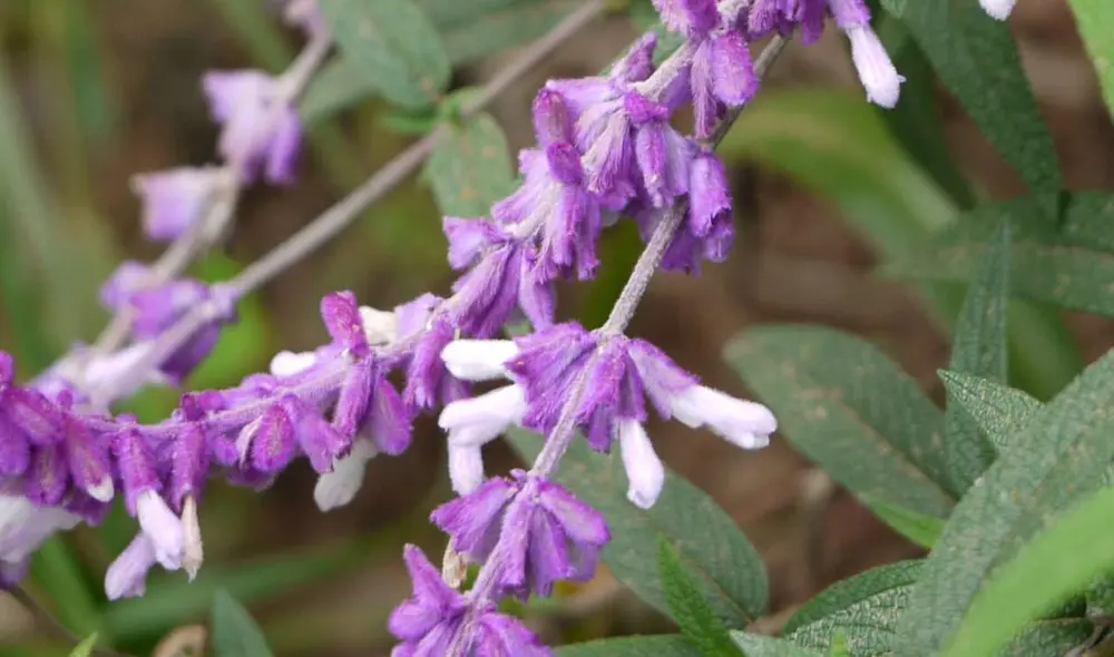 Planta aromática originaria del sur de Europa. Foto: Difusión
