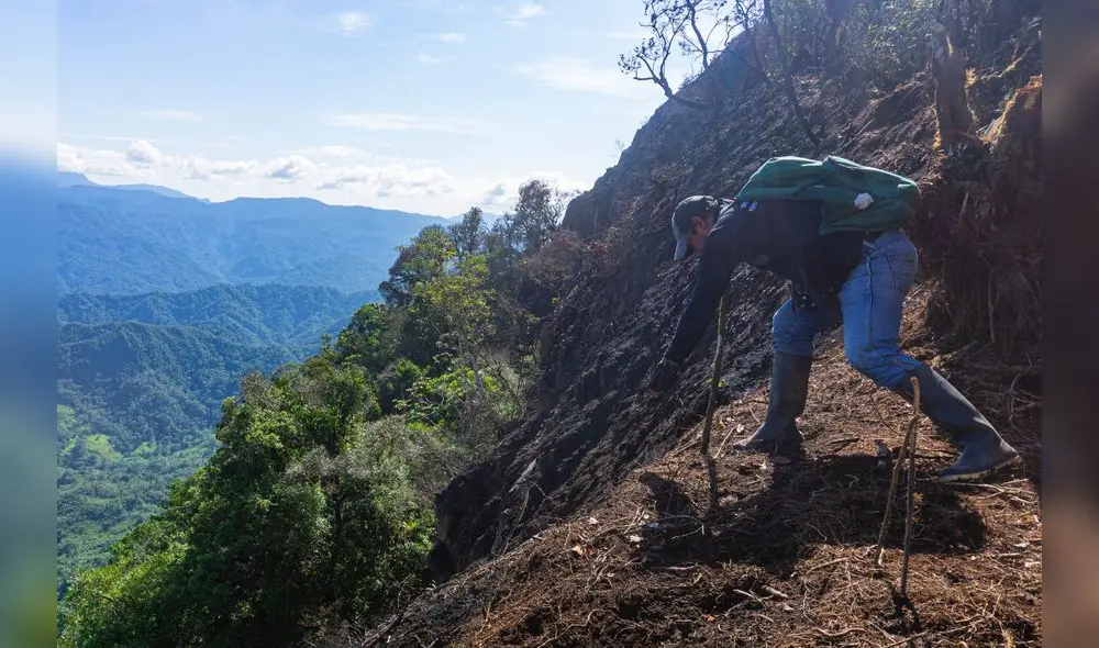 Tierra seca. Zonas altas de Piura recuperarán su cobertura vegetal y así se evitarán huaicos.