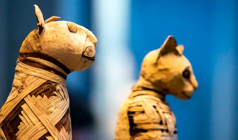 El estudio de ADN en momias de gatos revelan que acompañaron a los humanos desde el neolítico. Foto: Shutterstock El estudio de ADN en momias de gatos revelan que acompañaron a los humanos desde el neolítico. Foto: Shutterstock