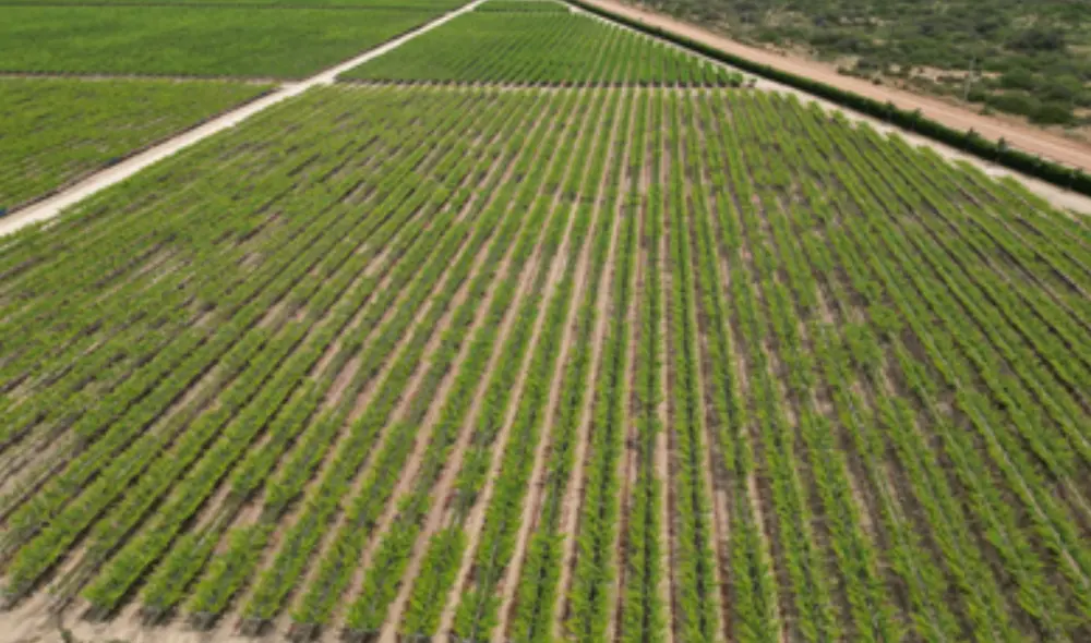 El Webinar "Impacto Socioeconómico del Proyecto Olmos" se llevará a cabo el 29 de enero a partir de las 10 am.